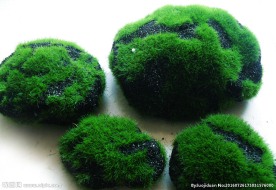 青苔石头
