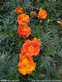 金盏菊