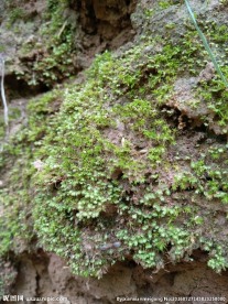 青苔 苔藓