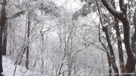 雪的森林