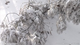 雪