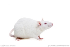 高清小白鼠