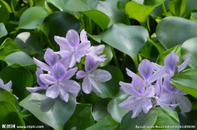 水葫芦