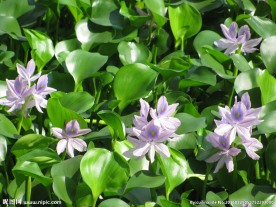 水葫芦