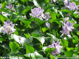 水葫芦