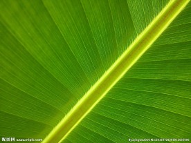 芭蕉叶背景
