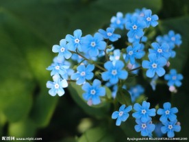 蓝色小花