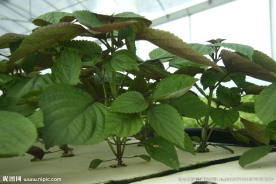 紫贝菜 沙拉菜 水培大棚