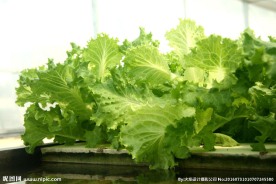 沙拉菜 水培大棚 水耕菜  无