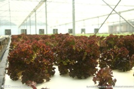 沙拉菜 水培大棚