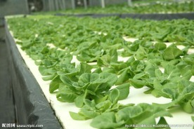奶油菜 沙拉菜