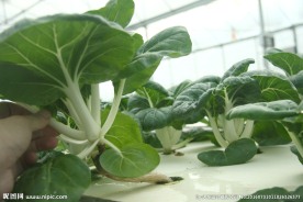水培白菜 沙拉菜