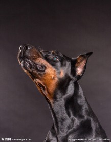 杜宾犬