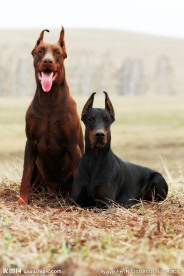 杜宾犬