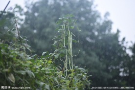 雨中缸豆
