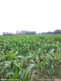 玉米地