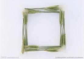 麦穗