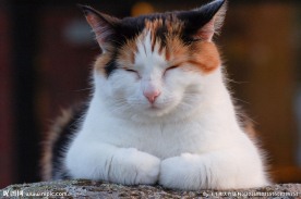 困顿的猫咪