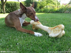 狗狗啃骨头图片