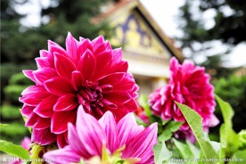 大丽花