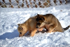 哈士奇狗狗图片