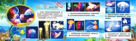 海洋系列水母动物海洋生物海洋动