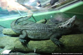鳄鱼