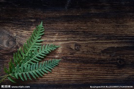 蕨类木纹