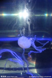 水母