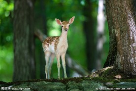 森林边缘的小梅花鹿