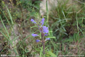 并头黄芩