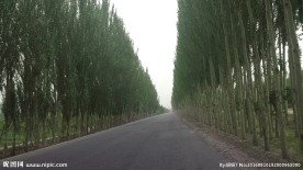 笔直的白杨树公路