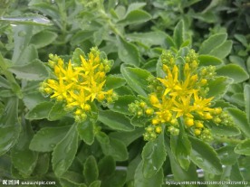 养心菜花