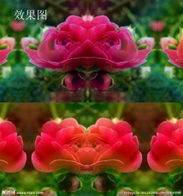 蔷薇花特效视频