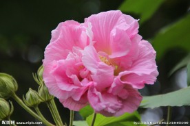 芙蓉花