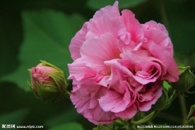 芙蓉花