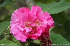 芙蓉花