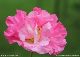 芙蓉花