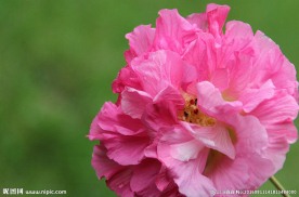 芙蓉花