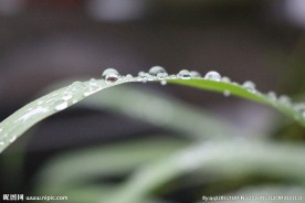 叶上水珠