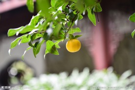 果实