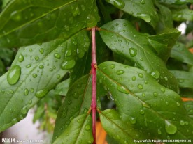 雨后植物