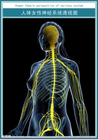 人体女性神经系统透视图
