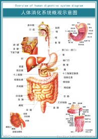 人体消化系统概观示意图