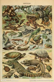 野生爬行动物素材图