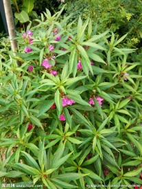 凤仙花