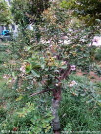 花树