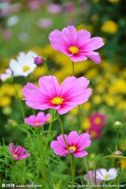 格桑花