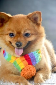 狐狸狗 银狐犬 博美 狐狸犬