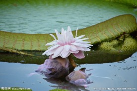 王莲花开
